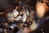 DSCF1654