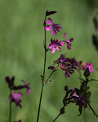 20200527 3882VRAw  [D~LIP] Rote Lichtnelke (Silene dioica), UWZ, Bad Salzuflen