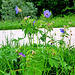 Wiesen-Storchschnabel (Geranium pratense)