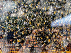 abeilles en tranche