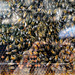 abeilles en tranche