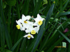 quelques fleurs du jardin le 17 mars