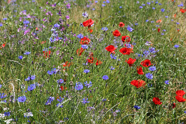 Kornblumen- Mohn - Malve - Boretsch und andere Wildblumen in einer insektenfreundlichen Wiese