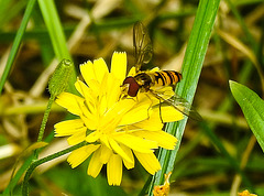 20230713 1724CPw [D~LIP] Kleinköpfiger Pippau (Crepis capillaris), Hainschwebfliege, Bad Salzuflen