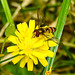 20230713 1724CPw [D~LIP] Kleinköpfiger Pippau (Crepis capillaris), Hainschwebfliege, Bad Salzuflen