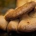 Pilz(zehen) neben dem Laubholz-Knäueling (Panus conchatus) :)) Mushroom(toes) next to the hardwood knotweed (Panus conchatus) :)) Champignon(orteils) à côté de la renouée des bois durs (Panus conchatus) :))