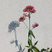 Spornblume