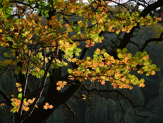 Autumn in the park