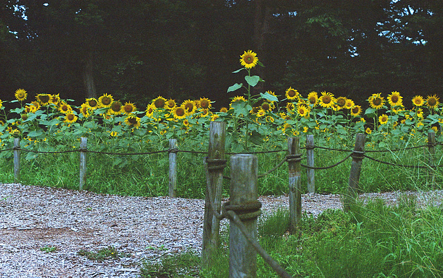 Sunflowers