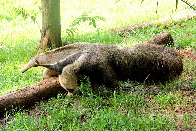 Tamandua 1