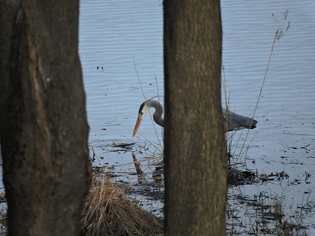 GBH at the farm