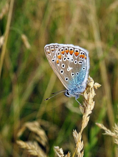 Icarus Bleu