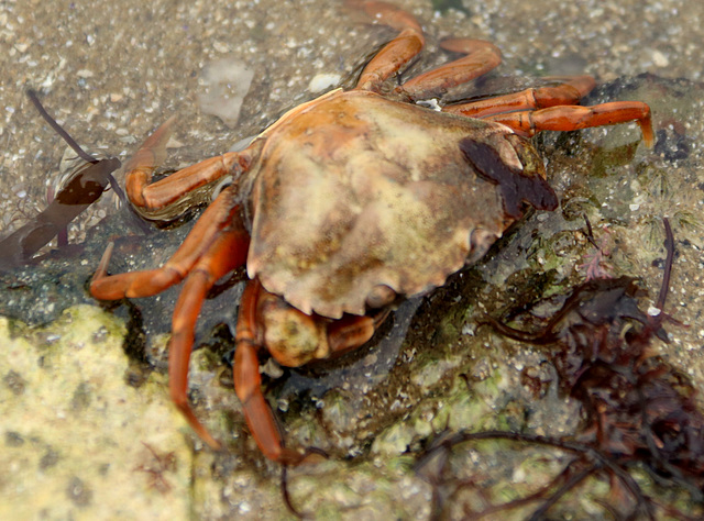 Petit crabe
