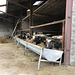 dairy cows at work