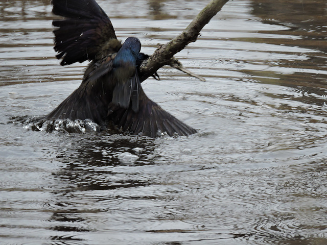 Grackle fight