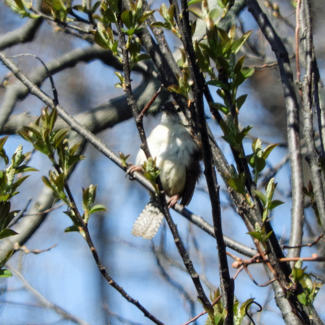 Carolina Wren, Pt Pelee, Ontario