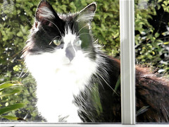 Too pretty to be a "he" cat