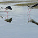 Avocette et échasses blanches