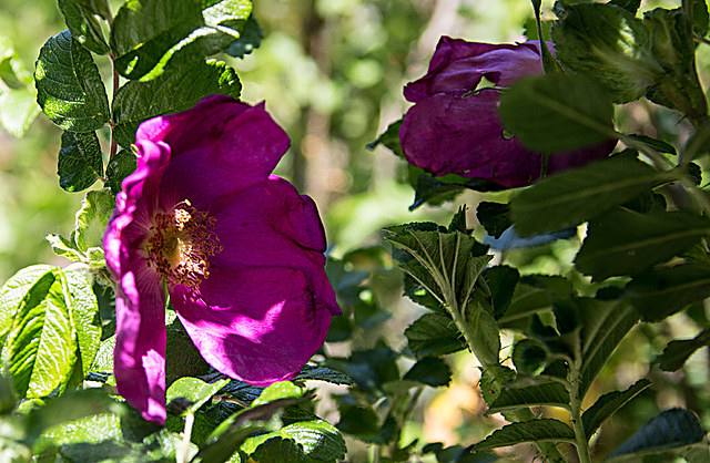 20200527 3884VRAw  [D~LIP] Kartoffel-Rose (Rosa rugosa), UWZ, Bad Salzuflen