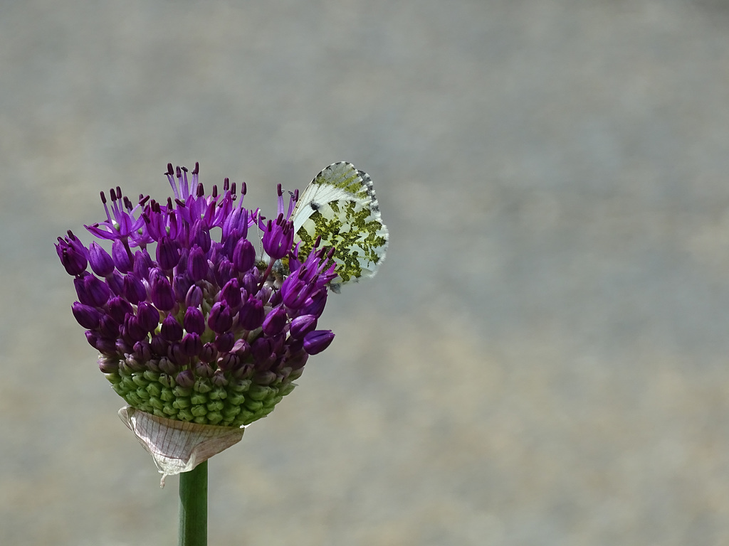 Green Striped Butterfly on Allium