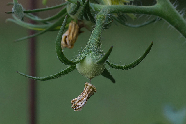 The First Tomato