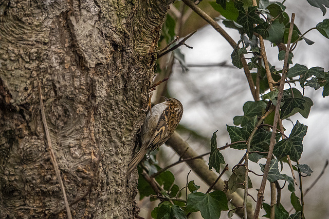 Tree creeper
