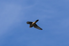 Kestrel