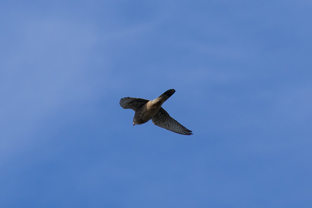 Kestrel