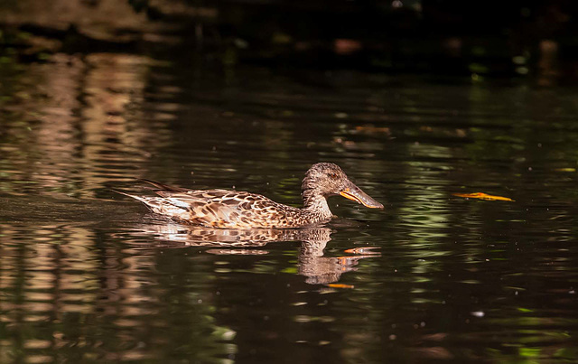 Shoveler duck