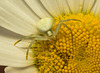 EF7A9821 Crab Spider