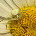 EF7A9821 Crab Spider