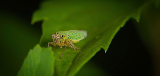 Die Grüne Zwergzikade (Cicadella viridis) :)) The Green Leafhopper (Cicadella viridis) :)) La cicadelle verte (Cicadella viridis) :))