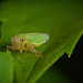 Die Grüne Zwergzikade (Cicadella viridis) :)) The Green Leafhopper (Cicadella viridis) :)) La cicadelle verte (Cicadella viridis) :))