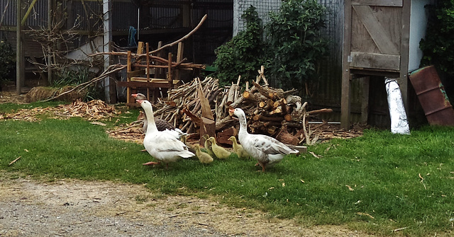 our geese with goslings