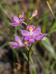 Calopogon multiflorus (Manyflowered Grass-pink orchid)