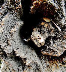Wood. Weathered, Rotting and Eaten