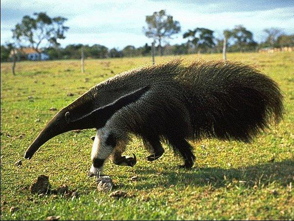 Tamandua Bandeira