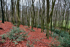 Im Wald auf der Hölter Egge (Sprockhövel) / 24.12.2017