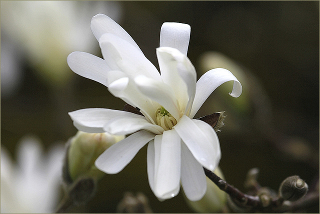 Magnolia stellata