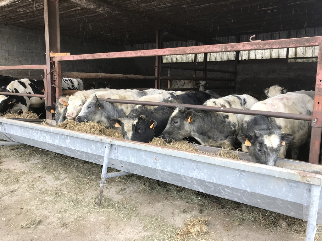 dairy cows at work