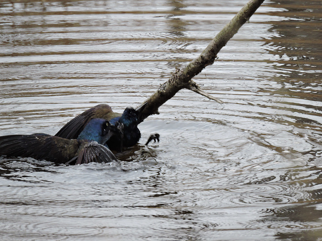 Grackle fight