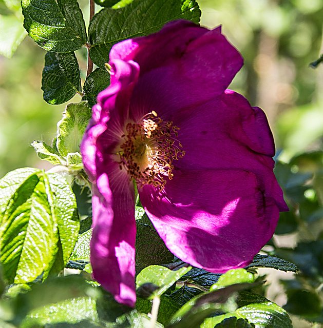 20200527 3885VRAw [D~LIP] Kartoffel-Rose (Rosa rugosa), UWZ, Bad Salzuflen