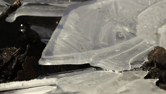 Shark ice