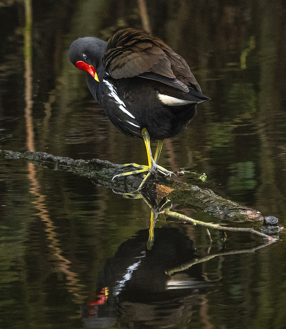 Moorhen