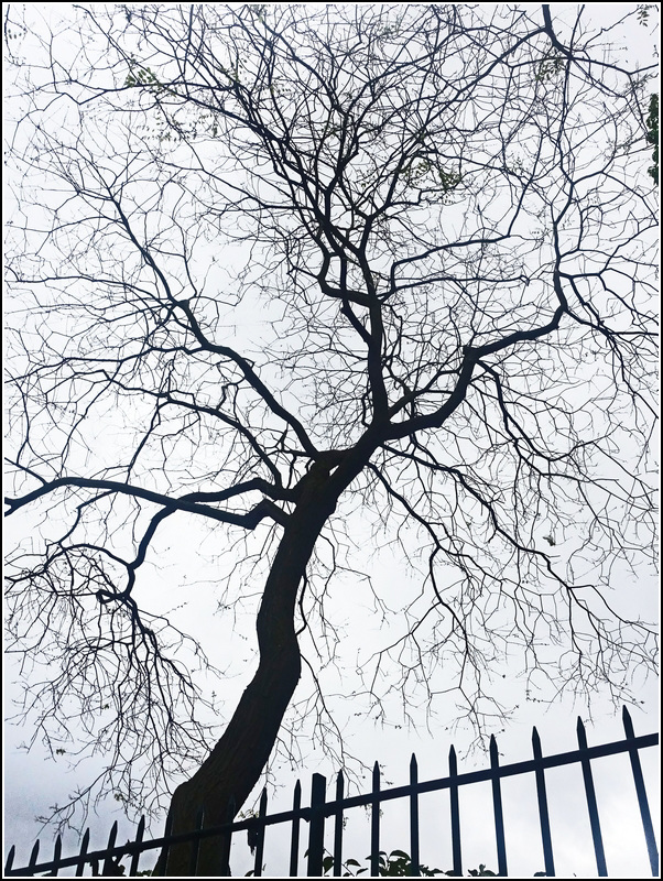 L'arbre nu et la grille