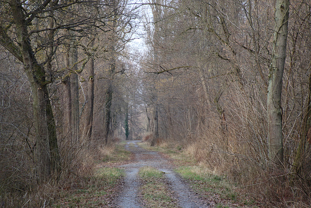 Waldweg