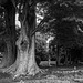 Tall trees in the shrine grove