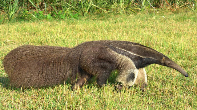 Tamandua