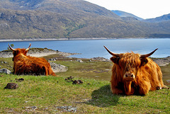 Highland Cattle by Loch Quoich, Glen Garry, Scotland