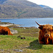 Highland Cattle by Loch Quoich, Glen Garry, Scotland